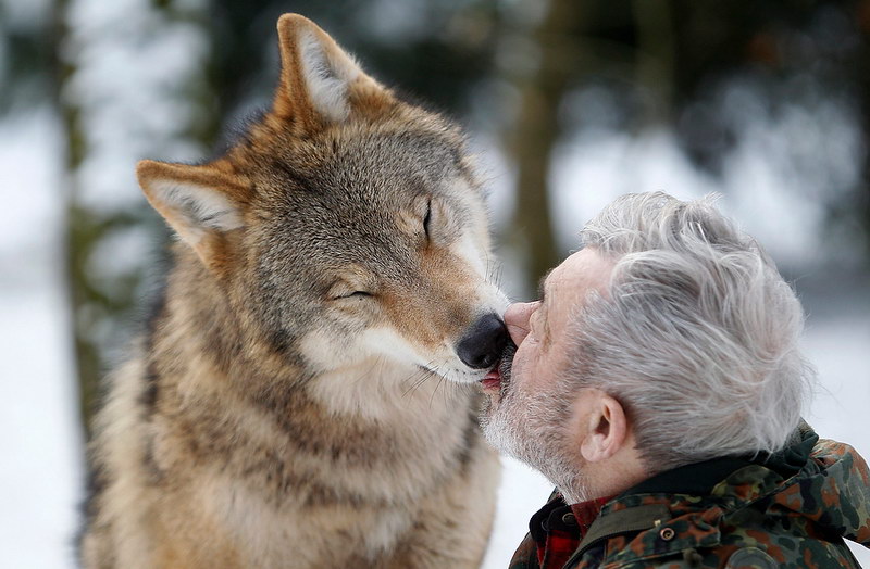 Mongolian wolf licks mouth of German wolf researcher Freund at Wolfspark Werner Freund in Merzig