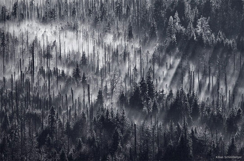 czech forests