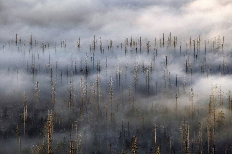 czech forests