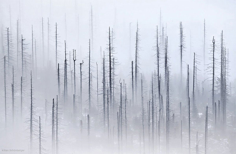 czech forests