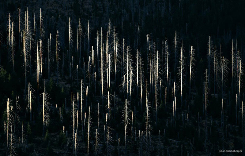 czech forests