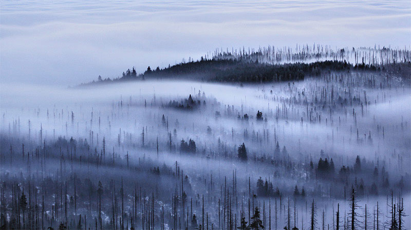 czech forests