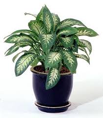 Chinese evergreen