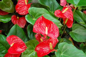 Anthurium andraeanum