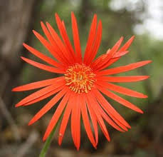 Gerbera jemesonii