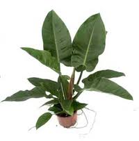 Philodendron domesticum