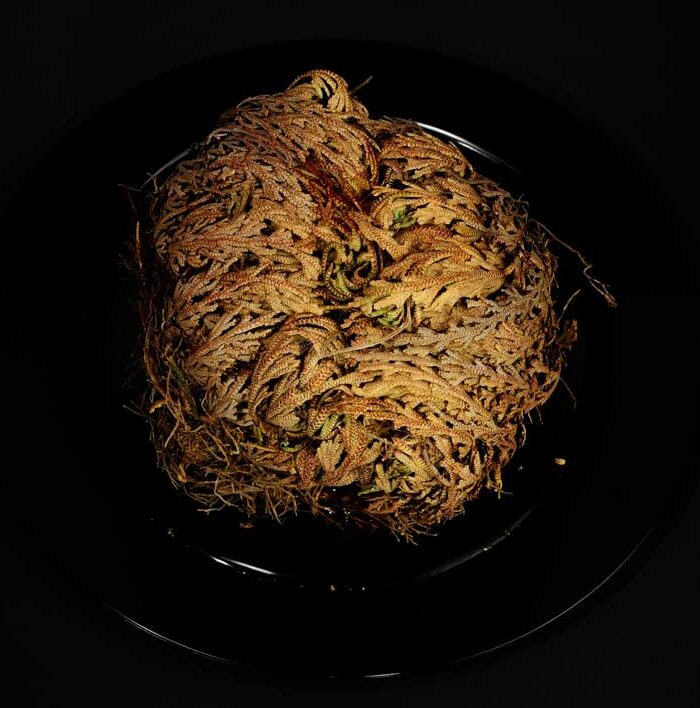 Resurrection Plant by Gooshe.net