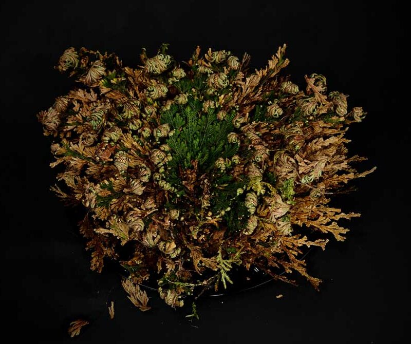 Resurrection Plant @Gooshe